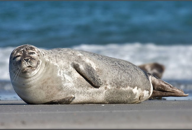 800px-common_seal_phoca_vitulina